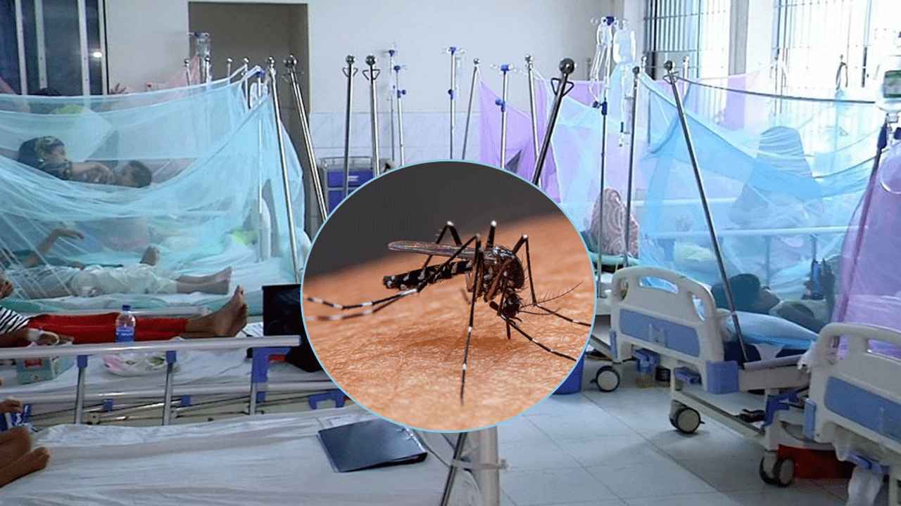 একদিনে ডেঙ্গুতে ৬ মৃত্যু, হাসপাতালে ভর্তি ৭৮৮ জন