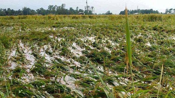 পাকা বোরো ধান নিয়ে চরম অনিশ্চয়তায় কৃষকরা