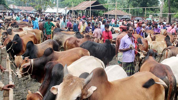 ঈদুল আজহা উপলক্ষে সারাদেশে বসছে ৩৬০০ পশুর হাট, রাজধানীতে ২৭টি