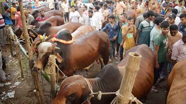 ‘এবার কুরবানির পশুর হাটে চাঁদাবাজি চলবে না’