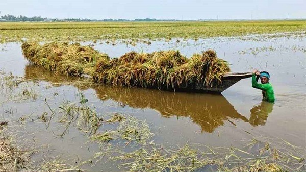 হাওরাঞ্চলে আজ থেকেই ধান-চাল সংগ্রহ শুরু
