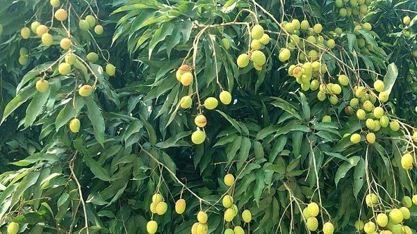 মেহেরপুরে ৫৫ কোটি টাকার লিচু বাণিজ্যের সম্ভাবনা