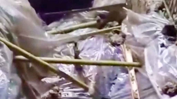 দাফনের এক ঘণ্টা পর লাশ চুরির চেষ্টা