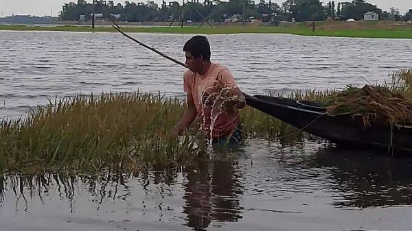সুনামগঞ্জের হাওরে জলাবদ্ধতার করাল থাবা, পচে নষ্ট হচ্ছে বোরো ফসল