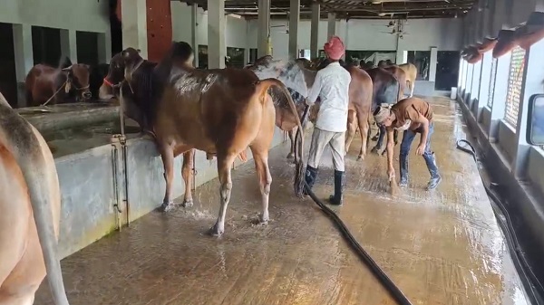 কোরবানির ঈদ ঘিরে শিবচরের খামারে পশুর সমারোহ, দিনরাত ব্যস্ত খামারিরা