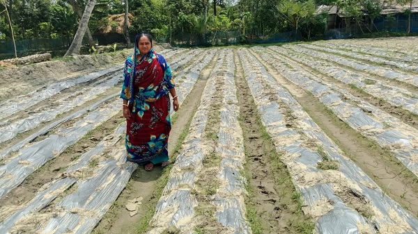 শ্যামনগরের শংকরকাটিতে পলিমালচ প্রযুক্তিতে করলা–উচ্ছের চাষে নতুন দিগন্ত