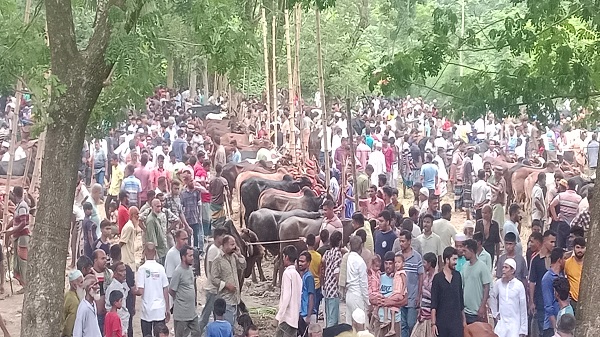 সহস্রাইল পশুর হাটে শুরু জমজমাট বেচাকেনা, চলবে দিন-রাত