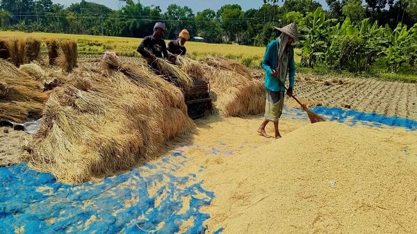 শার্শায় বোরো ধানের বাম্পার ফলন, আনন্দে মাতোয়ারা কৃষক