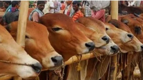 চট্টগ্রামে কমছে পশুর উৎপাদন, তবে মিলবে চাহিদামতো