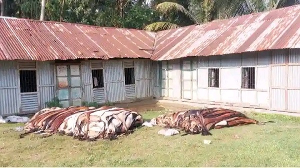 বিক্রেতার অভাবে চামড়া বিক্রি করতে না পেরে মাটিচাপা দিলো মাদরাসা