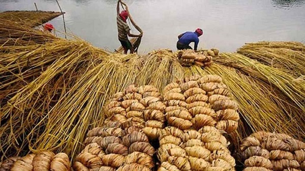 কাঁচা পাট রপ্তানিতে সরকারি রাজস্ব ফি পুনর্নির্ধারণ