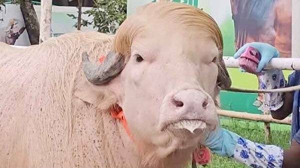 ঢাকায় আসছে ‘ডোনাল্ড ট্রাম্প’
