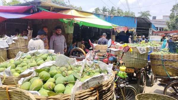 আজ থেকে ভাঙা শুরু হিমসাগর আম, সাতক্ষীরায় জমে উঠেছে আমের বাজার