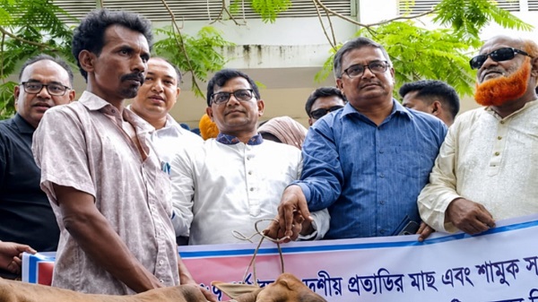 মুকসুদপুরে ৬০ মৎস্যজীবীর হাতে বকনা বাছুর, বিকল্প আয়ের নতুন সুযোগ