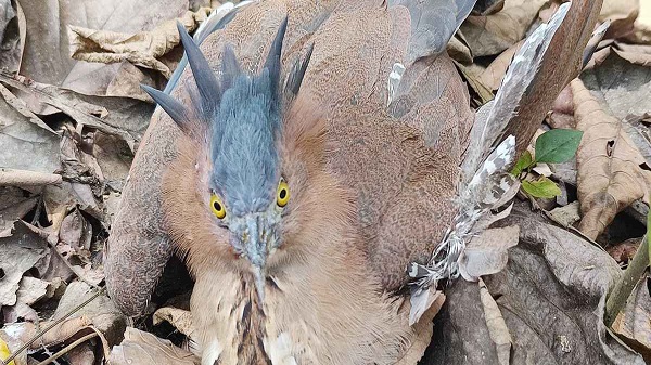 রাঙ্গামাটিতে বিরল প্রজাতির নাইট হিরন উদ্ধার