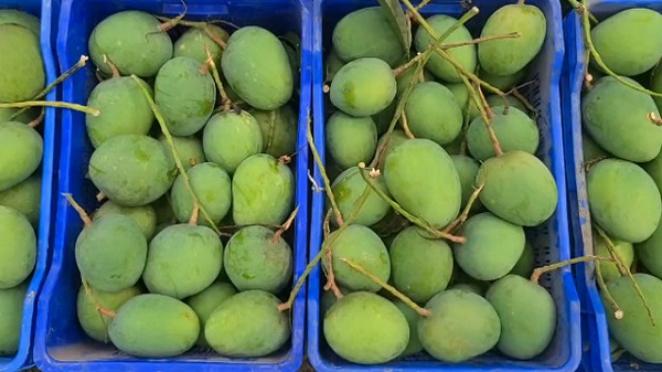সাতক্ষীরার আমে সম্ভাবনার নতুন দিগন্ত: ৫০০ কোটির বাণিজ্য প্রত্যাশা