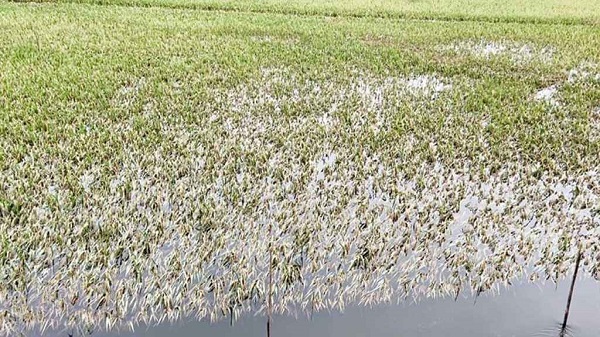 একদিকে টানা বৃষ্টি অন্যদিকে রোদের অভাব, উভয় সংকটে কৃষকরা