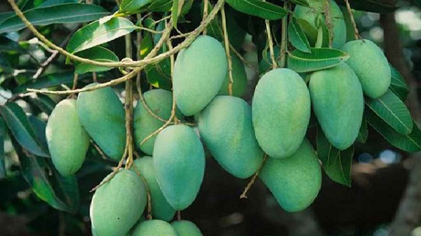 খুলনাঞ্চলে এবার ৫৬৩ কোটি টাকার আম বাণিজ্যের সম্ভাবনা