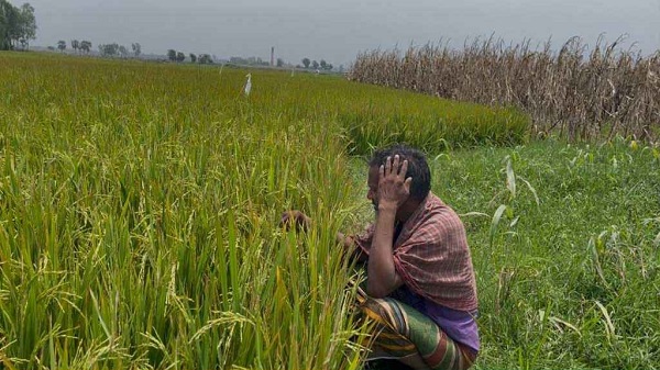 ইটভাটার ধোঁয়ায় পুড়ল ২৫ হেক্টর জমির ধান, কৃষকের মাথায় হাত