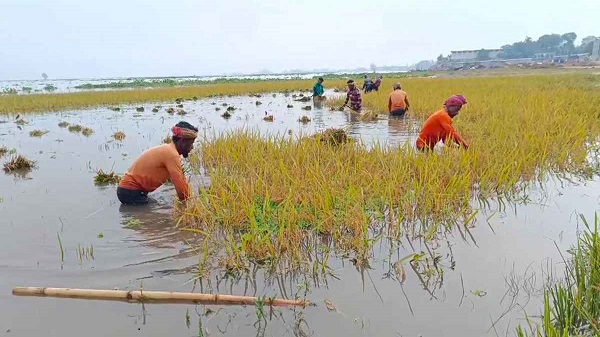 হাওরে ৩শ হেক্টর জমির ধান পানির নিচে, দিশেহারা কৃষকরা