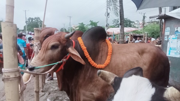ঈদ সামনে, সরাইলের পশুর হাটে উপচে পড়া ভিড়