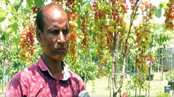 সাতক্ষীরার বাইপাস মোড়ে ‘এক খণ্ড কাশ্মীর’—আঙুর বাগানে মুগ্ধ দর্শনার্থীরা