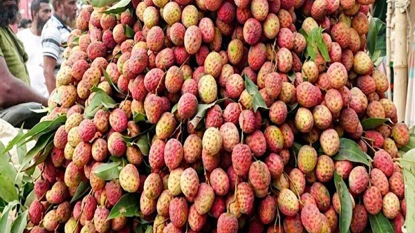 নড়াইলের লিচু যাচ্ছে ২০ জেলায়, মৌসুমে বিক্রি দুই কোটি টাকা