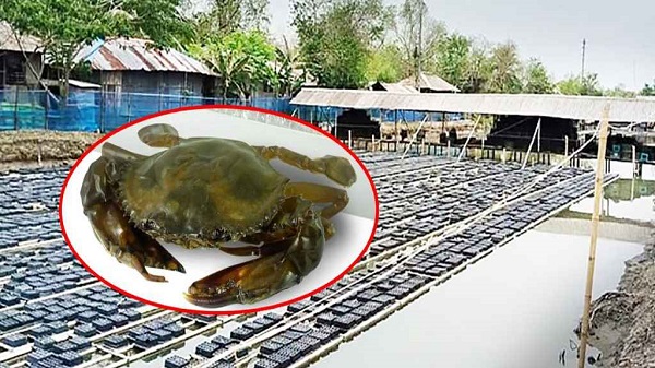 বিশ্ববাজার মাতাচ্ছে সাতক্ষীরার কাঁকড়া