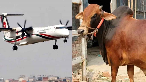 ঈদে ঢাকায় মাংস কাটতে প্লেনে উড়ে আসছেন কসাইরা
