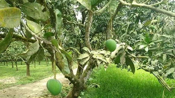 হাঁড়িভাঙা আমের ২৫০ কোটি টাকারও বেশি বাণিজ্যের আশা