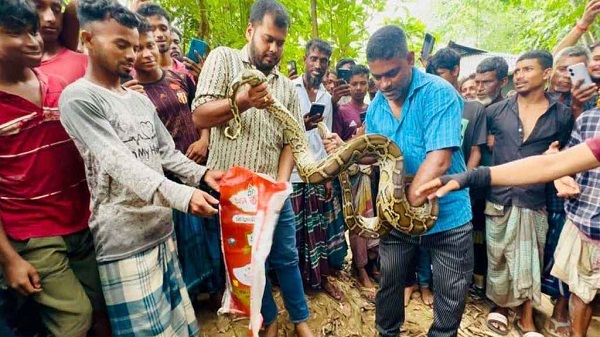 এবার বসতঘরের সিলিংয়ে মিলল বিশাল অজগর