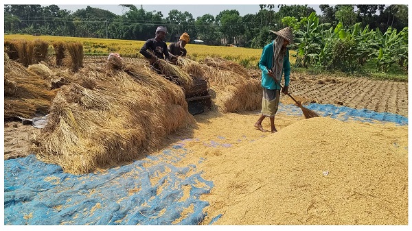 শার্শায় বোরো ধান কাটার উৎসব, সোনালী ফসলে হাসছে কৃষকের মুখ