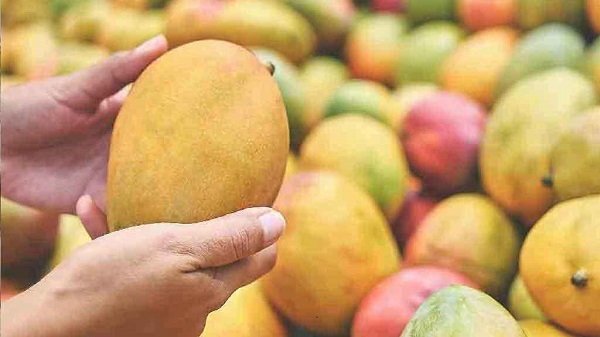 রাজশাহীর কোন জাতের আম কবে আসবে বাজারে, জানা গেল