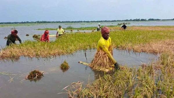 সারাদেশে কৃষকদের জন্য সুখবর