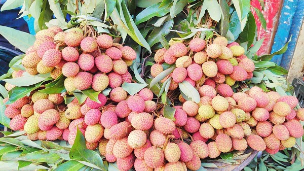 রাজশাহীতে লিচু চাষে ৫৬ কোটি টাকার বাণিজ্যের সম্ভাবনা