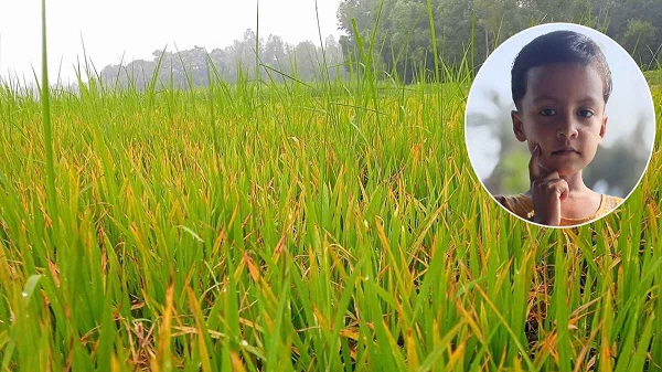 নিখোঁজের দুই দিন পর ধানক্ষেতে মিলল শিশুর খণ্ডিত মরদেহ