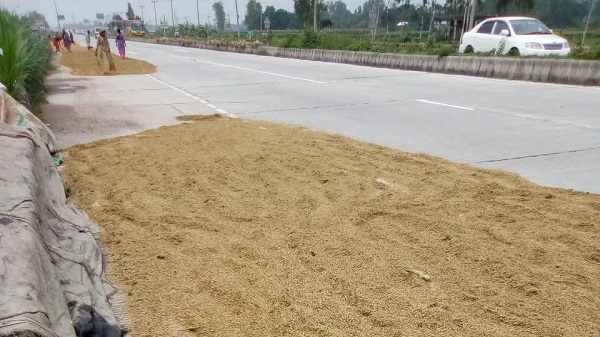 ঈদযাত্রায় ঝুঁকির কেন্দ্র বিশ্বরোড: সড়কে ধান-ভুট্টা শুকানোর মহোৎসব