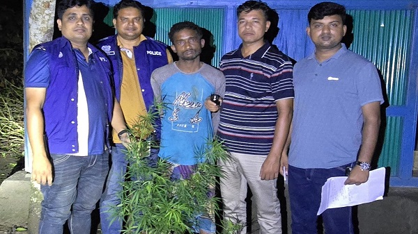 মুরাদনগরে বাড়ির উঠানে গাঁজা চাষ, অটোচালক আটক