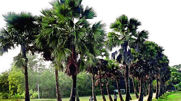 কালবৈশাখী ঝড়ে তালগাছ চাপায় সাতক্ষীরায় শিশুর মৃ’ত্যু’