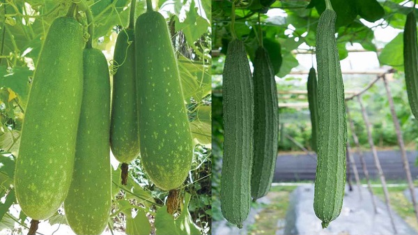 গ্রীষ্মে সুস্থ থাকতে লাউ নাকি ঝিঙে—কোন সবজি বেশি উপকারী?