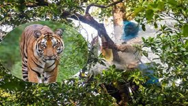 সুন্দরবন সাতক্ষীরা রেঞ্জে মধু সংগ্রহ করতে গিয়ে বাঘের আক্রমণে মৌয়াল আহত