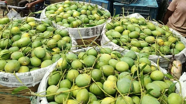 জৈষ্ঠ্যের আগেই সাতক্ষীরার বাজারে পাকা আম, ৩০০ কোটি টাকার বাণিজ্যের আশা
