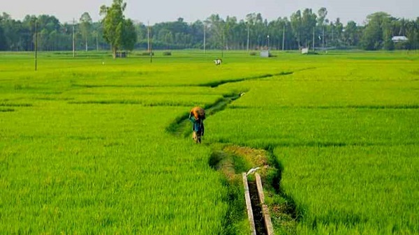 ধানক্ষেতের পাশে পড়ে ছিল চোখ উপড়ানো মরদেহ