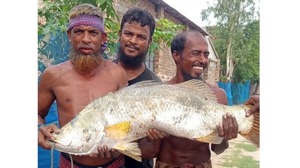 আশাশুনির খোলপেটুয়া নদীতে জেলের জালে ১৫ কেজির ভেটকি, দেখতে স্থানীয়দের ভিড়