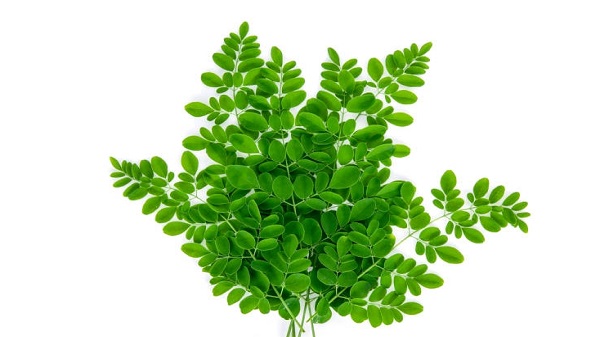 সজিনার সবুজ বিস্ময়
