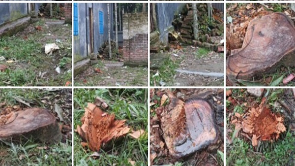লালমনিরহাটে জমির গাছ কেটে দখলের চেষ্টা ও প্রাণনাশের হুমকির অভিযোগ, থানায় অভিযোগ দায়ের