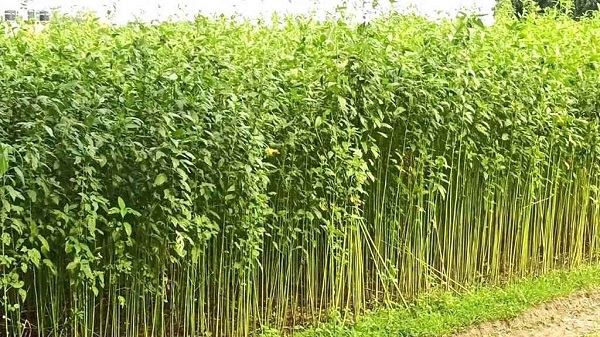 পাটক্ষেত থেকে যুবকের হাত-পা বাঁধা মরদেহ উদ্ধার