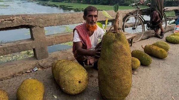 চুয়াডাঙ্গায় ১ মণ ওজনের বিশালাকৃতির কাঁঠাল