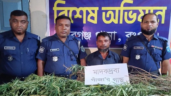 পীরগঞ্জে ২টি গাঁজার গাছ উদ্ধার, বর্গাচাষী গ্রেফতার