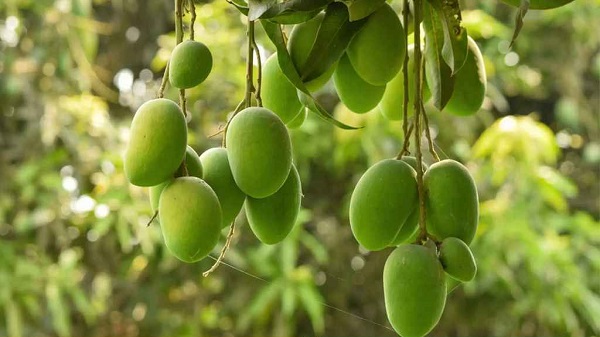 আম খেয়ে একই পরিবারের ৫ জন অসুস্থ, অতঃপর…